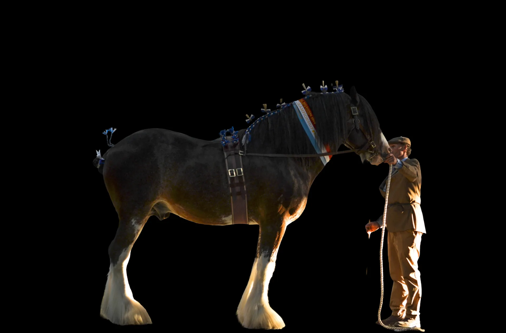 Clydesdale being shown in hand at a Victorian event